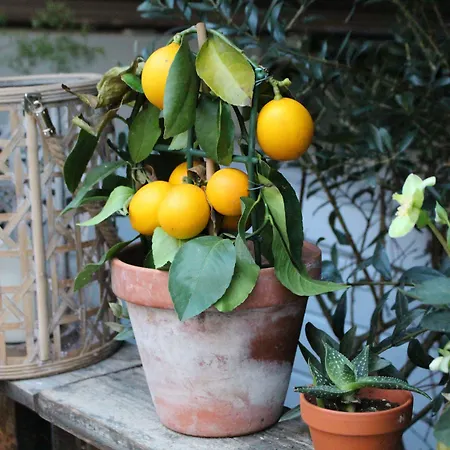 Hotel House Bedrooms